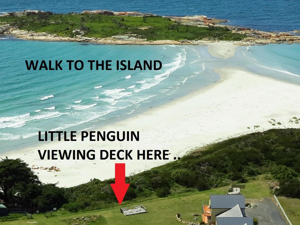 鑽石島企鵝巡游度假村