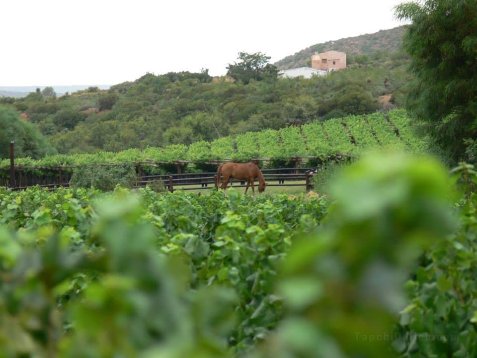 Oaksrest Vineyards Guest Farm