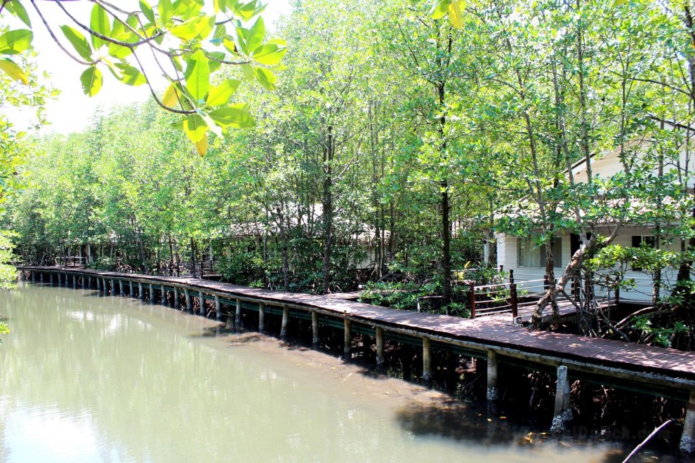 Mangrove Sanctuary Resort