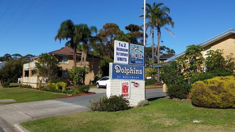 Dolphins of Mollymook