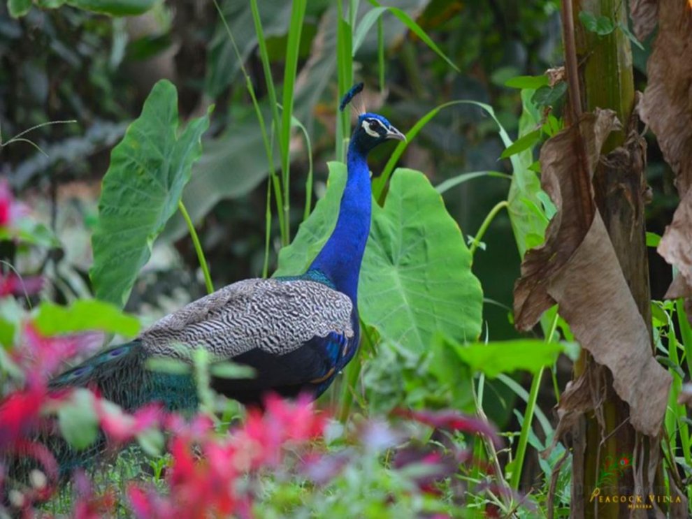 Peacock Villa