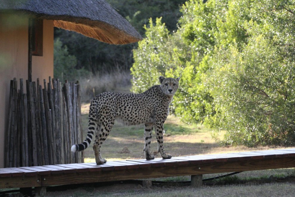 Bukela Game Lodge – Amakhala Game Reserve