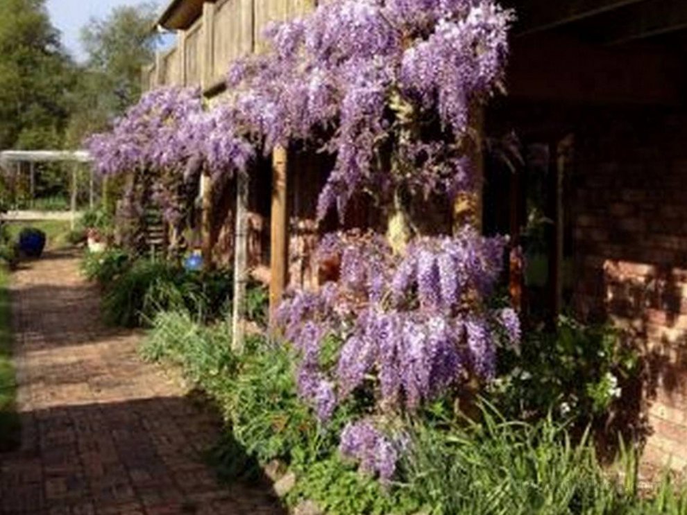 Wisteria Lodge Bed and Breakfast