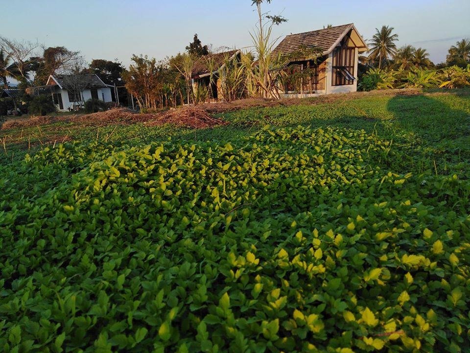 Banneua eco farming chomthong